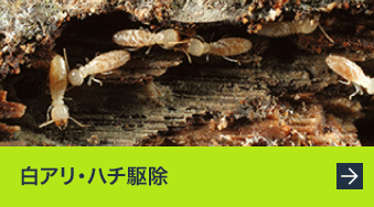 白アリ・ハチ駆除