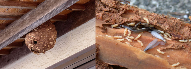 白アリ・ハチ駆除